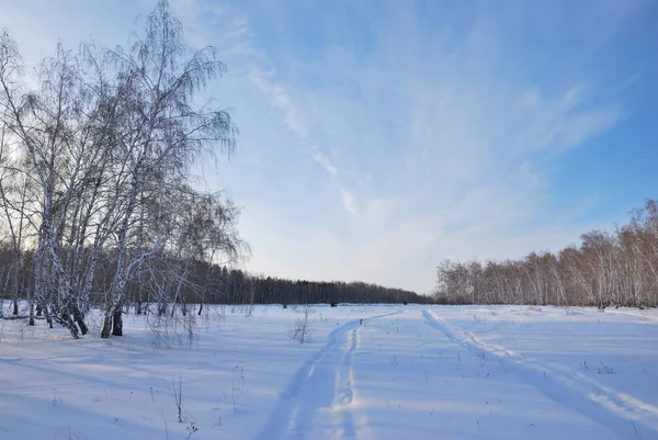 西伯利亚田野的冬季景观 — 图库照片