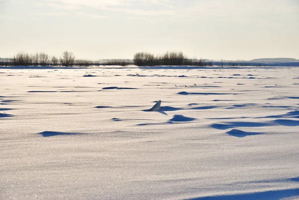 Soirée sur le fleuve Irtych, région d'Omsk, Sibérie, Russie — Photo