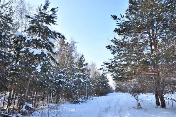 Hiver Forêt sibérienne, région d'Omsk — Photo