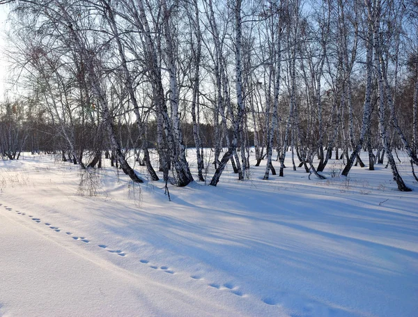 Winter Siberische Woud Omsk Regio — Stockfoto