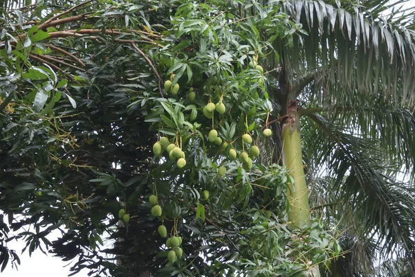 Bahçedeki mango ağacı — Stok fotoğraf