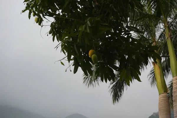 Árbol de mango en el jardín —  Fotos de Stock