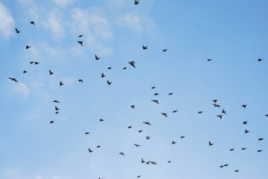 Göçmen kuş sürüsü