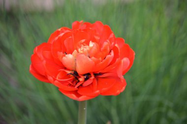 Lale çiçek, Omsk bölge, Sibirya, Rusya Federasyonu