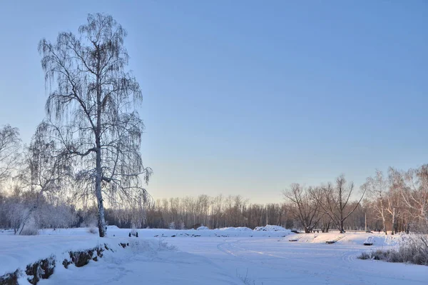 Winter Siberische woud, Omsk regio — Stockfoto