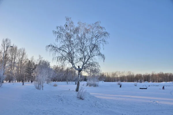 Winter Siberische woud, Omsk regio — Stockfoto