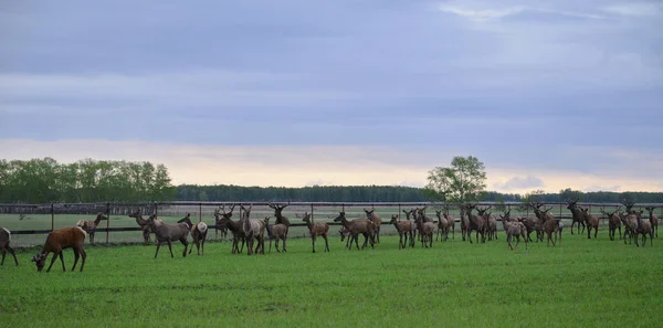 Herd of noble deer.