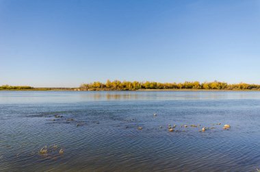 Omsk Bölgesindeki Irtysh Nehri'nin sonbahar kıyısı görünümü