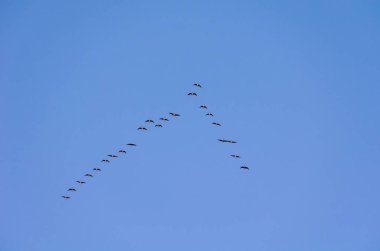 Güneye uçan bir yaban kaz sürüsü