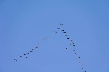 Güneye uçan bir yaban kaz sürüsü