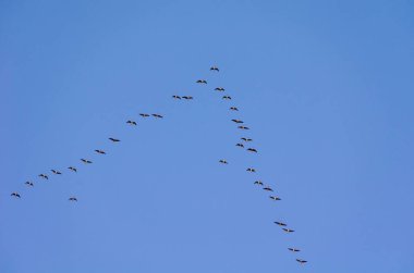 Güneye uçan bir yaban kaz sürüsü