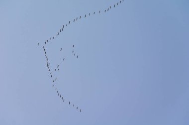 Güneye uçan bir yaban kaz sürüsü