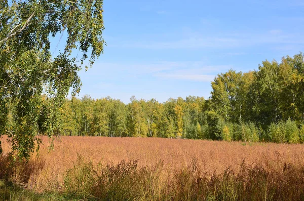 Letní sibiřský Les, Omsk kraj — Stock fotografie