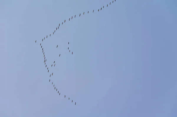 Ein Schwarm Wildgänse Die Den Süden Fliegen — Stockfoto