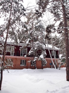 Kış Sibirya orman, Omsk bölge 