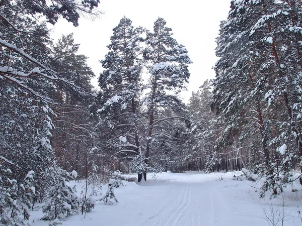 Hiver Forêt sibérienne, région d'Omsk — Photo