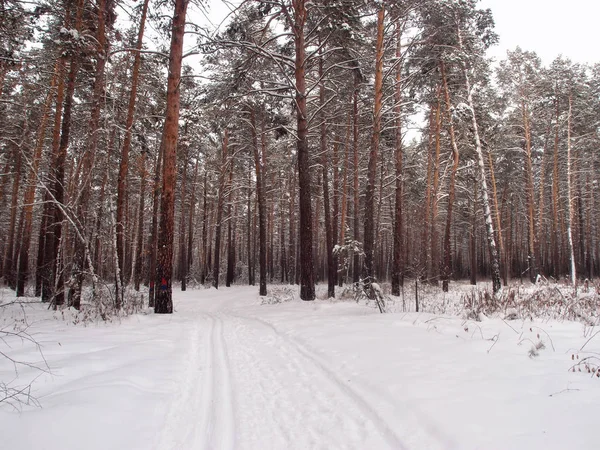 Winter sibirischen Wald, Region Omsk — Stockfoto