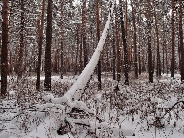 Zimní sibiřský Les, Omsk kraj — Stock fotografie