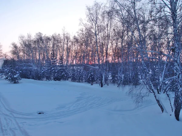 Hiver Forêt sibérienne, région d'Omsk — Photo