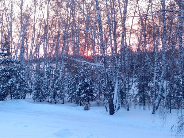 Inverno Floresta siberiana, região de Omsk — Fotografia de Stock