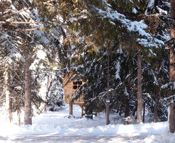 Winter sibirischen Wald, Region Omsk — Stockfoto