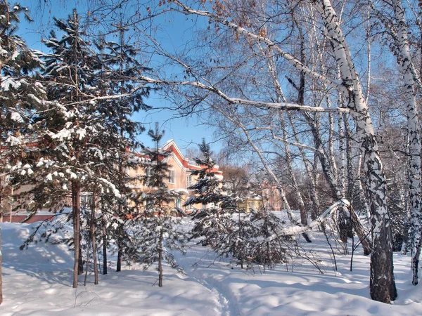 Syberyjski Zima w lesie, Omsk region — Zdjęcie stockowe