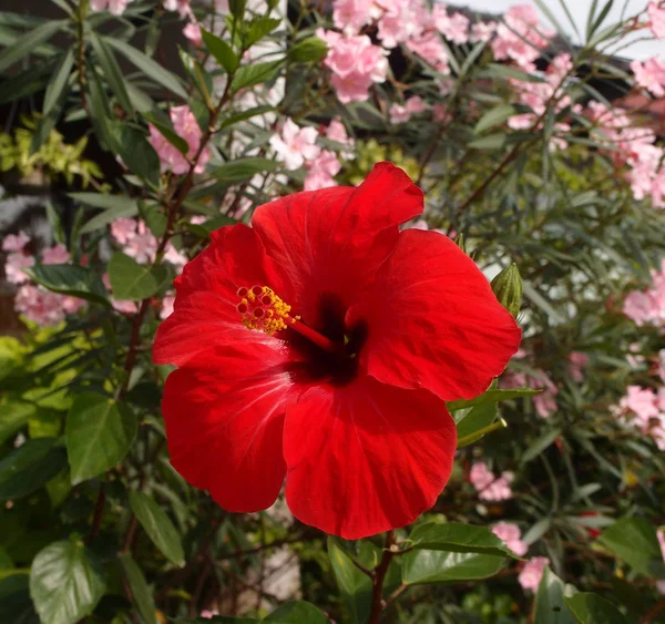 Flor de hibisco . — Fotografia de Stock