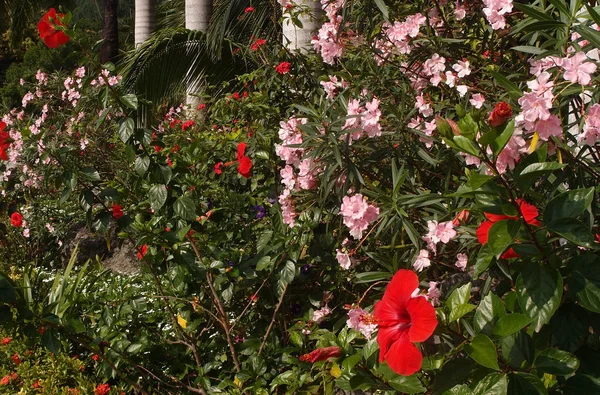 ハイビスカスの花. — ストック写真