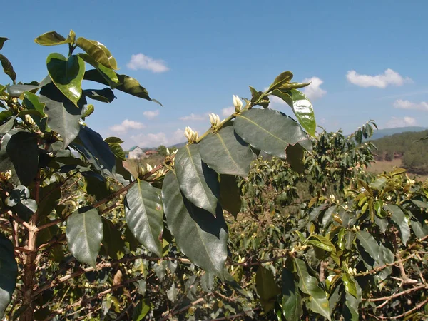 Vista della piantagione di caffè nelle vicinanze di Dalat — Foto Stock