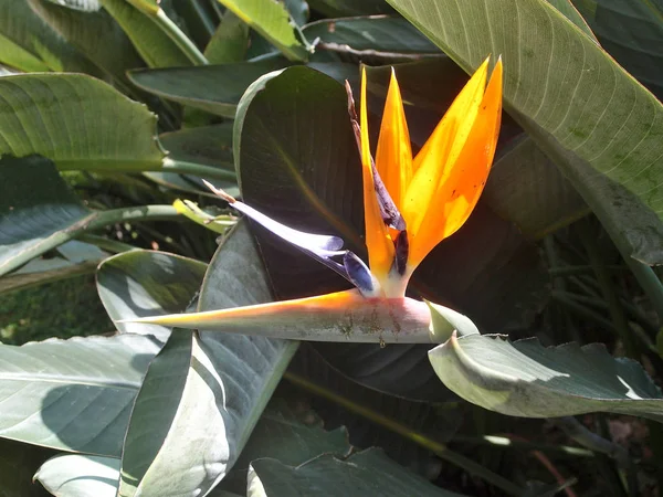 Aves del paraíso (Strelitzia ) —  Fotos de Stock