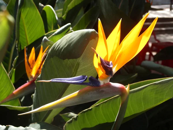 Pássaro do paraíso (Strelitzia ) — Fotografia de Stock