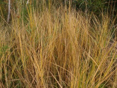 Sarı Sonbahar Çimeni Arkaplanı, Omsk bölgesi, Rusya