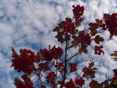 Bulutlu mavi gökyüzünün arka planında böğürtlenli Viburnum dalları