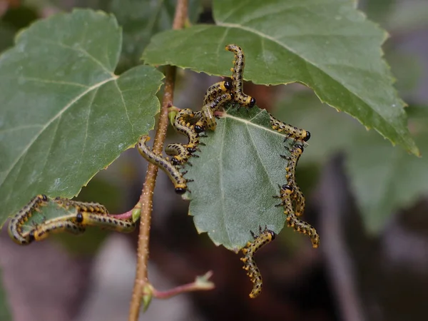 Caterpillars eating birch leaves — Stock Photo, Image