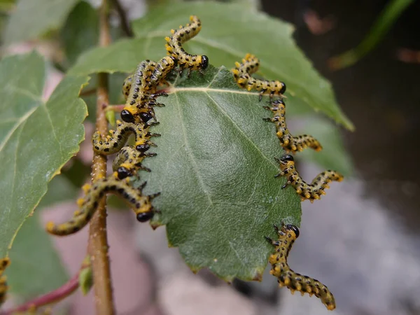 Caterpillars eating birch leaves — Stock Photo, Image