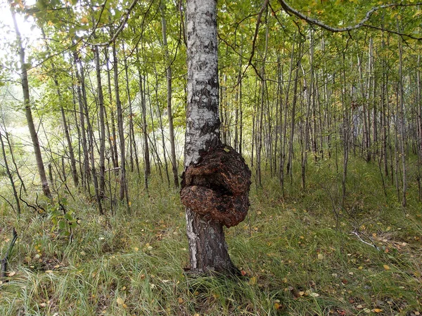 Verão Floresta siberiana, região de Omsk — Fotografia de Stock