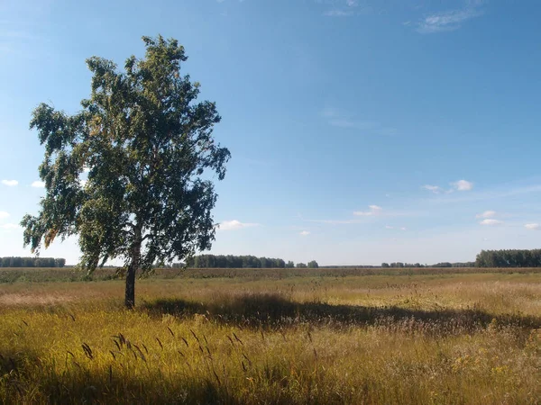 Nyári szibériai erdei, Omsk region — Stock Fotó