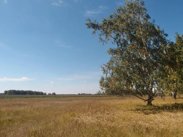 Nyári szibériai erdei, Omsk region — Stock Fotó