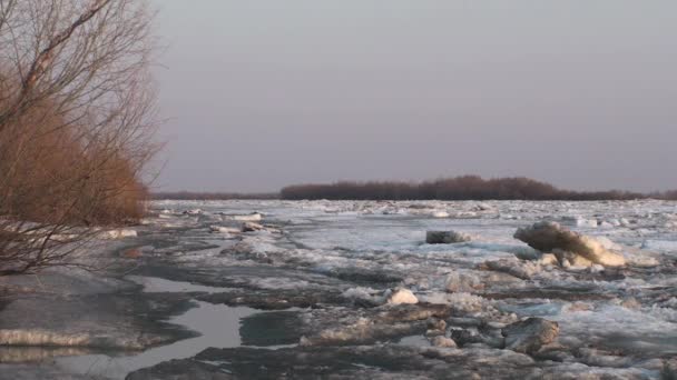 アーティシ川の流氷 — ストック動画