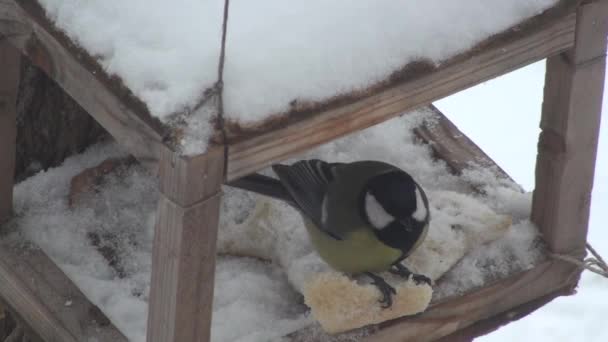 鸟在马槽里啄食着一丁点儿面包 — 图库视频影像