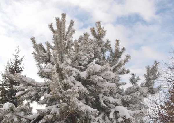 俄罗斯鄂木斯克地区被雪覆盖的植物 — 图库照片