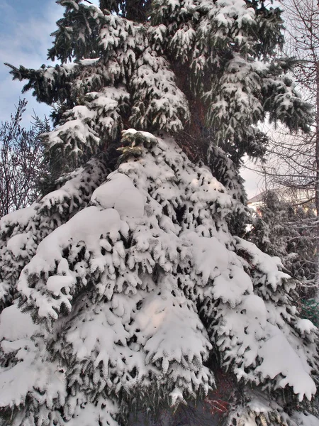 Plantas Cobertas Neve Região Omsk Rússia — Fotografia de Stock