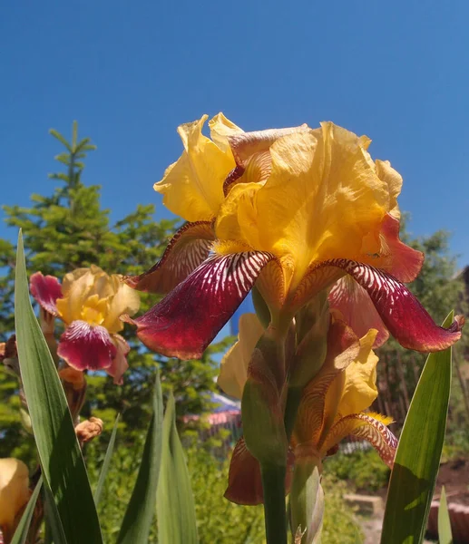 Flower Iris Maori King Omsk Region Sibirien Ryssland — Stockfoto