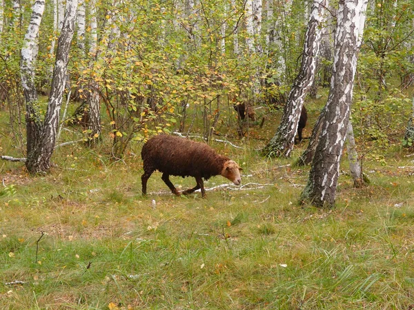 Rusya Nın Omsk Bölgesindeki Sibirya Ormanında Yürüyen Koyunlar — Stok fotoğraf