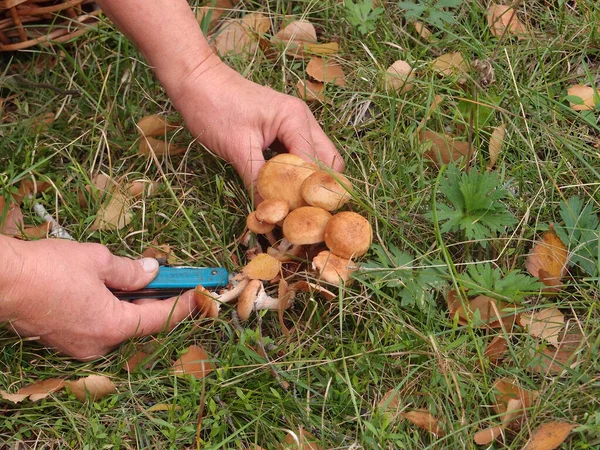 Colheita Cogumelos Região Omsk Rússia — Fotografia de Stock