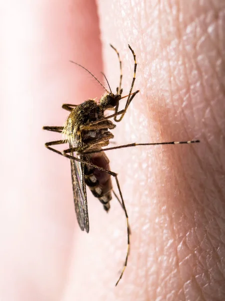 Gele Koorts Malaria Zika Virus Besmette Mug Insect Macro — Stockfoto