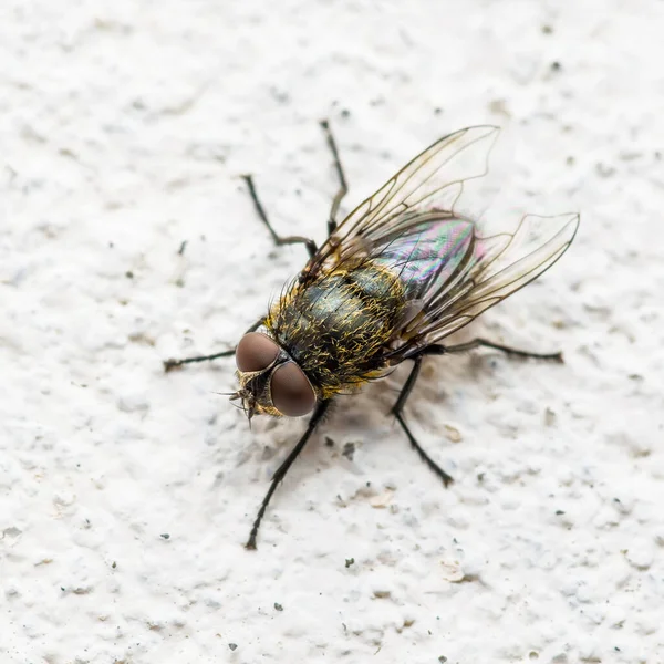 Diptera Mosca Carne Insecto Pared — Foto de Stock