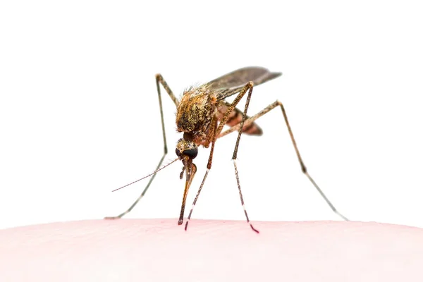 Fiebre Amarilla Malaria Virus Del Zika Infectan Picadura Insecto Mosquito — Foto de Stock