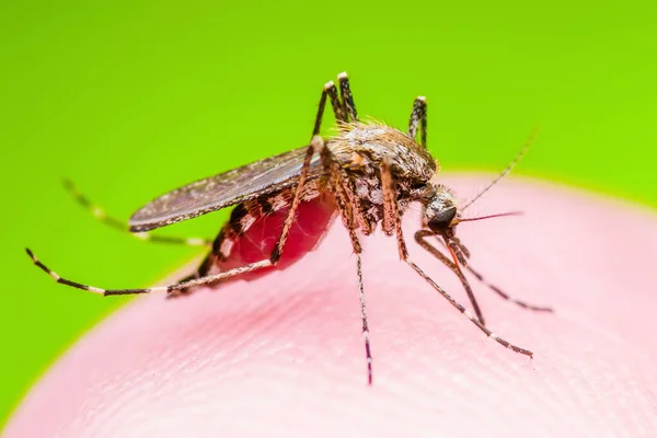 Yellow Fever Malaria Zika Virus Infected Mosquito Insect Macro Green — 스톡 사진