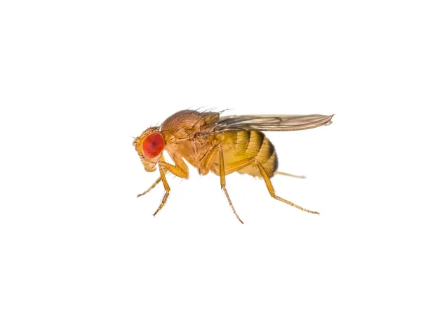 Inseto Mosca Fruta Drosophila Isolado Macro Branca — Fotografia de Stock